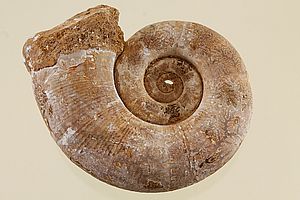 Ammoniten 3505